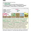 AUSTROSAAT Giant Pumpkin 