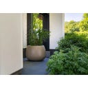 Pflanzgefäß Mero aus Fiberglas  - hellelfenbein - 1200 x 700 mm