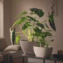 Lechuza NAVIO Color 10 - muškatni orešček rjava