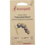 Tomate-Cerise Indigo Mi-Saison "Fahrenheit Blues" Bio