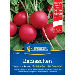 Kiepenkerl Radieschen Riesen von Aspern - 1 Pkg