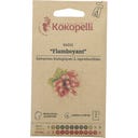 Kokopelli Ravanello Bio - French Breakfast