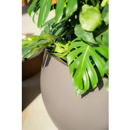 Pfanzgefäß Lora aus Fiberglas - hellelfenbein - 400 x 800 mm