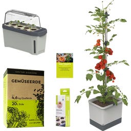 GUSTA GARDEN TOM TOMATO Starter Set - Hellgrau