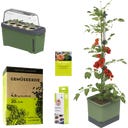 GUSTA GARDEN TOM TOMATO Starter Set - Dunkelgrün