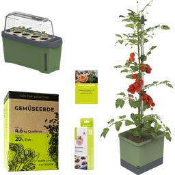 GUSTA GARDEN TOM TOMATO Starter Set - Dunkelgrün