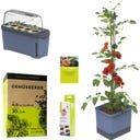 GUSTA GARDEN TOM TOMATO - Starter Set - Azul
