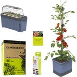 GUSTA GARDEN TOM TOMATO Starter Set