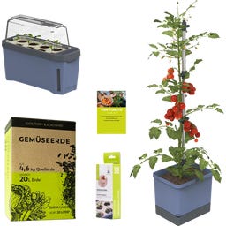 GUSTA GARDEN TOM TOMATO Starter Set - Blue