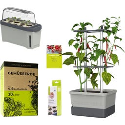 GUSTA GARDEN CHARLY CHILI Starter Set - 