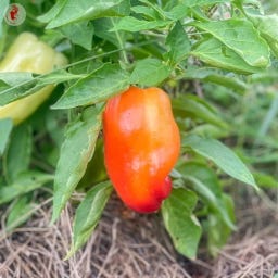 Kokopelli Édes kaliforniai paprika „Alba Regia” - 25 mag