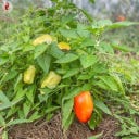 Kokopelli Édes kaliforniai paprika „Alba Regia” - 25 mag