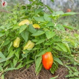 Kokopelli Édes kaliforniai paprika „Alba Regia” - 25 mag