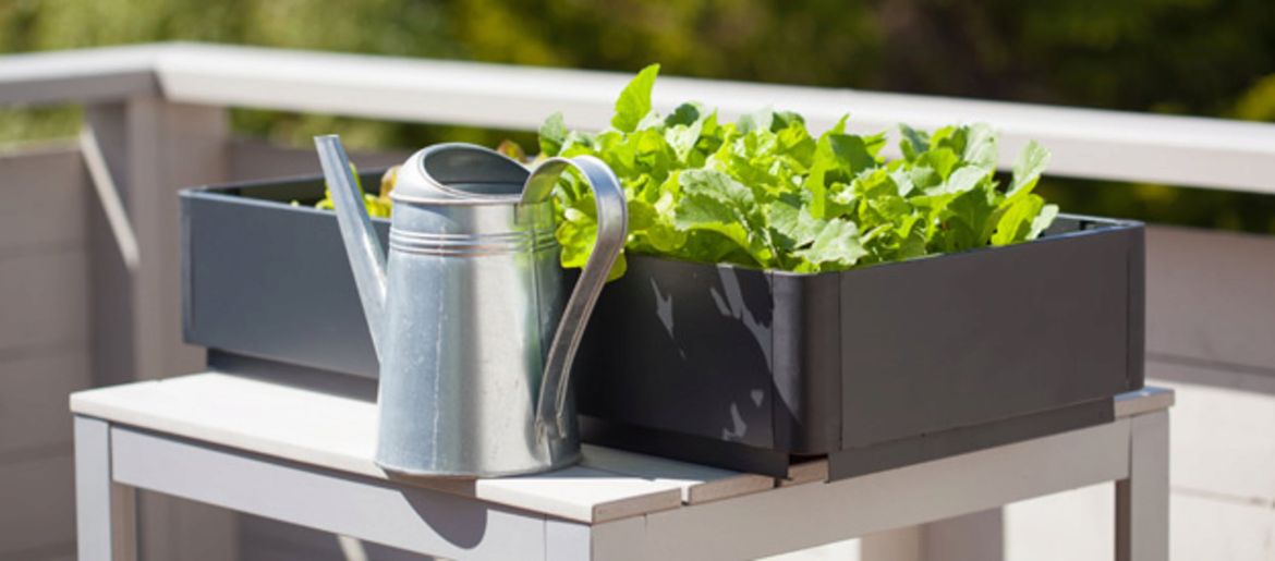 Frutta e verdura da coltivare sul balcone