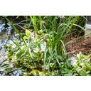 Tapis de Plantation de Berge 50 x 1 m / 50 m² - 1 pcs