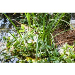 Tapis de Plantation de Berge 50 x 1 m / 50 m² - 1 pcs