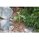 Tapis de Plantation de Berge 50 x 1 m / 50 m² - 1 pcs