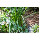 Tapis de Plantation de Berge 50 x 1 m / 50 m² - 1 pcs