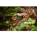 HEISSNER Telecamera WiFi - Smart Garden Cam - 1 pz.