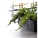 Blumentopf Rato Case inkl. Bewässerungssystem - Anthrazit - L 51,4 cm