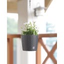 Prosperplast Hängeblumentopf Rato - Braun