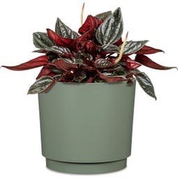 Scheurich Plano Übertopf Matt Sage - Ø 13 cm