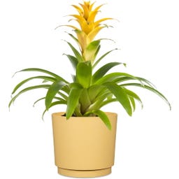 Scheurich Plano Übertopf Matt Yellow - Ø 25 cm