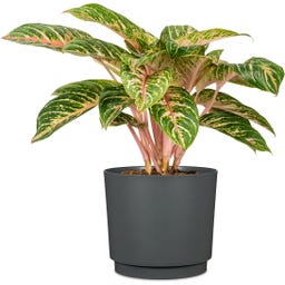 Scheurich Plano Übertopf Nero - Ø 13 cm