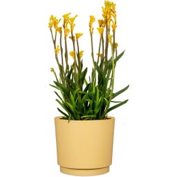 Scheurich Plano Übertopf Matt Yellow - Ø 13 cm