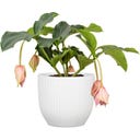 Scheurich Nova Übertopf Chalk White - Ø 13 cm