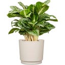 Scheurich Plano Übertopf Avorio - Ø 13 cm