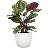 Scheurich Nova Planter, Chalk White