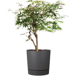 Scheurich Pflanzgefäß Lino+ Metallic Grey - Ø 29 cm