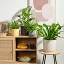 Scheurich Plano Übertopf Avorio - Ø 13 cm