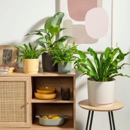 Scheurich Plano Übertopf Avorio - Ø 13 cm