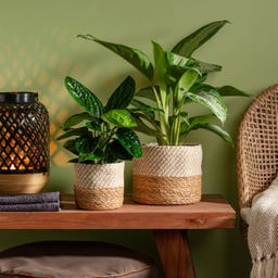 Scheurich Korbtopf aus Seegras - Ø 13 cm