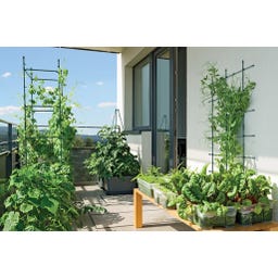 Prosperplast Pflanzenstütze / Rankhilfe - 35 x 35 x 80 cm