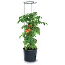 Prosperplast Anzuchttopf für Tomaten mit Rankhilfe - ⌀ 29,5 cm I 12 Liter