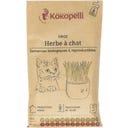 Kokopelli Bio ječmen (mačja trava) - 80 g