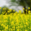 Kokopelli Bio bela in rumena gorčica - 40 g