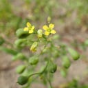 Kokopelli Bio navadni riček (toter, kamelina) - 30 g