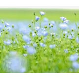 Kokopelli Bio Blauer Lein (Kulturlein)