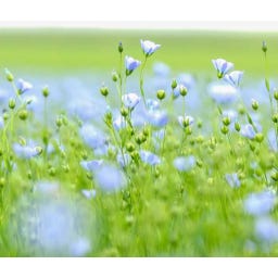 Kokopelli Biologische Blauwe Vlas - 70 g