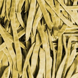 Kokopelli Bio Stangenbohne 