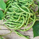 Kokopelli Organic Bush Bean 
