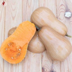 Kokopelli Bio Moschuskürbis 