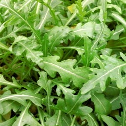 Kokopelli Biologische Wilde Rucola - 1 g