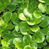 Biologische Veldsla "Coquille de Louviers"