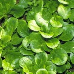 Kokopelli Bio Feldsalat 