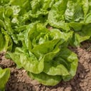 Bio glavnata solata „Grosse Blonde Paresseuse“ - 1 g